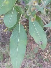 Image result for Hilsenbergia