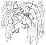 Image result for Rauvolfia afra