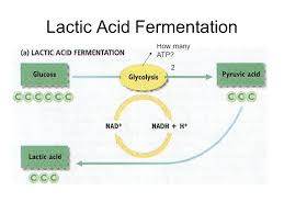 Only 2 atp are produced per glucose, compared to the 38 atp per glucose nominally produced by aerobic respiration. How Much Atp Is Produced In Fermentation Wasfa Blog