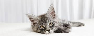 With a puzzle feeder, food is not available to gulp down by the mouthful! How To Spot And Treat Cat Anxiety Purina One