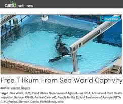 Free Tilikum From Seaworld Captivity Petition To Ethically Release Orcas From Confinement Of Tanks Thru Usda Peta International And Othe Sea World Orca Tilikum