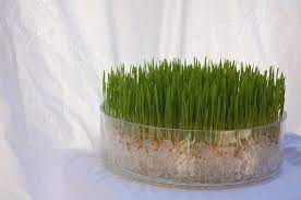 How Fun For Cat Grass Wheat Grass Grow Kit Soil