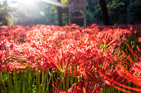 「曼珠沙華」の画像検索結果