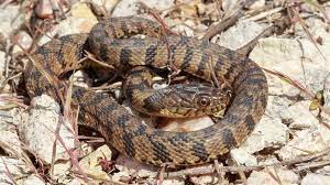 Diamondback Water Snake Nerodia Rhombifer Snake Diamondbacks