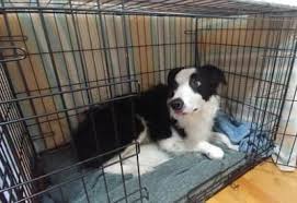 Large double dog crate with drawers, divider an double barn doors. 15 Tips For Crate Training A Border Collie