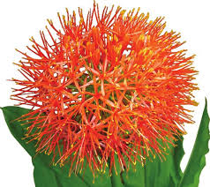 Image result for Scadoxus membranaceus