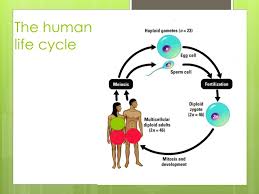 Some of the worksheets displayed are 114 meiosis section 114, section 11 4 meiosis work answers, section 11 4 meiosis work answers, 11 4 meiosis answer key, 11 4 meiosis work answers, chapter 11 4 meiosis, 11 4 meiosis answer key pdf, 11 4 meiosis answer key. Ppt Chapter 11 4 Meiosis Powerpoint Presentation Free Download Id 6783376