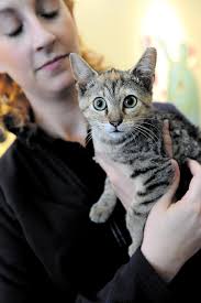 Benefits of trap-neuter-return program for feral cats