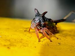 Image result for Oxyrhachis