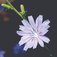 Image result for Cichorium