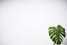 Green Leaf With White Background Plants Leaves Palm Plant