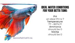 How To Cycle Your Betta Fish Tank - Bettaboxx