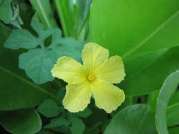 Image result for Momordica charantia