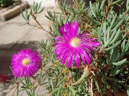 Image result for Lampranthus spp.