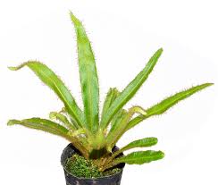 Image result for Elaphoglossum spathulatum