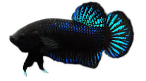 Namun ia juga memiliki keindahan khas pada bentuk tak heran kalau ikan cupang plakat begitu familier di dunia internasional sebagai ikan aduan. Cupang Adu Laga