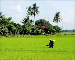 This lukisan pemandangan sawah padi pada waktu senja is provided only for personal use as image on computers, smartphones or other display devices. 13 Pemandangan Sawah Padi Pada Waktu Senja Foto Pemandangan Hd