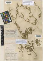 Image result for Trianthema parvifolia