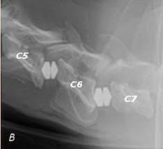 Wobbler Disease Wikipedia