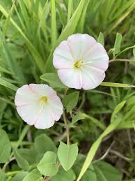 Image result for Convolvulus arvensis