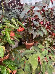 Image result for Begonia