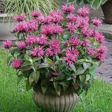 Buy Monarda Pink Plant Bee Balm J Parker Dutch Bulbs