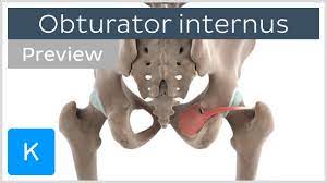 Functions Of The Obturator Internus Muscle Preview 3d Human Anatomy Kenhub Youtube