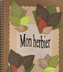 Exemples D Herbiers 6eme Herbier Ecole De La Foret Faire Un Herbier