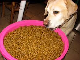 However, their weight and health will then determine how much you feed them as they get older. Everything You Need To Know About Feeding A Puppy Pethelpful
