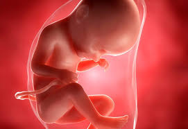 Burtica e inca destul de mica, dar important este ca el se dezvolta bine si pare sa aiba suficient spatiu pentru toate piruetele, sariturile si rotirile pe care le. Sarcina Pe Saptamani Calendar Sarcina Miculrinocer Ro