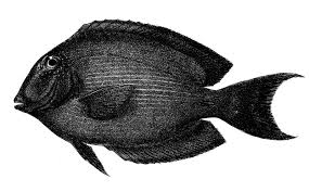 Image result for Oxyanthus strigosus