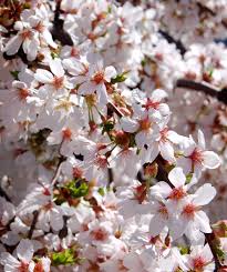 Pin oak early editions phlox first frost hosta flower gardening flowered shrubs flowering crab trees; Flowering Cherry Tree Bower Branch 3 Year Guarantee Available