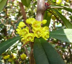 Image result for Berberis julianae