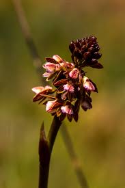 Image result for Oxygonum dregeanum
