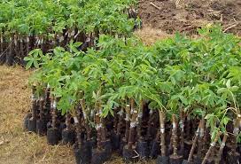 Tahap terahir dari cara menanam ubi kayu adalah masa panen dimana biasanya pada varietas ubi kayu konvensional dapat dipanen pada usia tanam 10 hingga 12 bulan. Panduan Lengkap Budidaya Singkong Yang Baik Dan Benar Kabartani