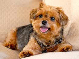 Black and tan yorkie poo full grown. Dog Pictures Marvelous Yorkie Poo Pictures Design Press