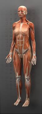 Search for human body muscles diagram. Zygote 3d Female Muscular System Medically Accurate Human Anatomy