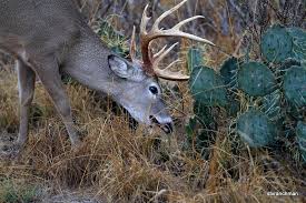 It is said that this bad because cacti originate from deserts, they survive by retaining large amounts of liquid. Prickly Pear Eating Buck Texas Hunting Forum