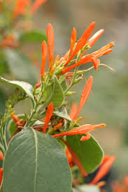 Mexican honeysuckle (justicia spicigera) is one of those rare plants that will thrive in filtered shade while handling the intense heat of the summer in southern u.s. Muicle Justicia Spicigera Naturalista Co