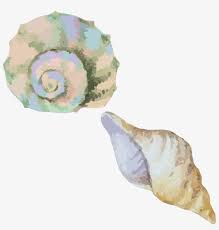This is a striped fox horse conch shell, floridas state seashell. Clip Art Library Stock Sea Snail Conch Seashell Material Transparent Watercolor Shells Clipart Free Transparent Png Download Pngkey