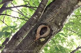 What is a tree cutter called. How To Trim Tree Branches Yourself A Step By Step Pruning Guide