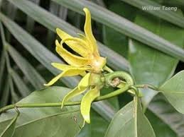 Image result for Artabotrys monteiroae