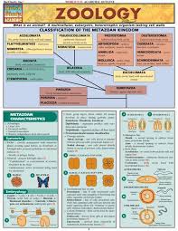 Maybe you would like to learn more about one of these? Zoology Zoology Biology Notes Study Guide