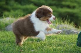 Our current litter of miniature australian shepherds puppies for sale. Miniature Australian Shepherd Puppies Picture California Dog Breeders Guide