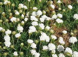 Image result for Emilia caespitosa