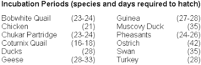 incubating eggs the poultry site