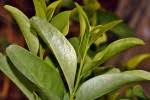 Image result for Olax obtusifolia