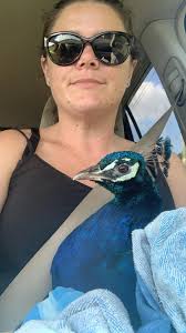 How to care for a rescued peacock and keep it from flying away?