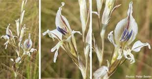 Image result for Gladiolus permeabilis