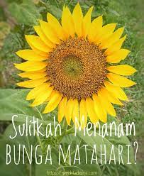 Bunga matahari (向日葵, himawari) merupakan pertunjukkan theater milik grup idola jkt48 tim bunga matahari (team himawarigumi) yang pertama. Sulitkah Menanam Bunga Matahari